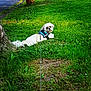 Athéna a rejoint le concours — aidez-le/la à gagner de superbes lots ! dog, white_dog, grass, greenery, tree, outdoor, pet, leash, harness, nature, canine, animal, looking_back, sunlight, summer, park, cute, small_dog, fluffy, relaxing