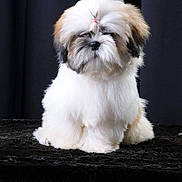 Athéna participe au concours pour gagner de l'argent avec cette photo : dog, fluffy, white, brown, hair_tie, sitting, portrait, pet, cute, studio, black_background, fur, animal, small_dog, groomed, indoors, companion, adorable, furry, calm