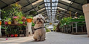 Athéna participe au concours pour gagner de l'argent avec cette photo : dog, greenhouse, plants, potted_plants, concrete_floor, glass_roof, natural_light, indoor, pet, small_dog, fluffy_dog, decor, sign, flowers, furniture, nature, leafy_plants, sitting, quiet, shop