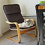 Athéna a rejoint le concours — aidez-le/la à gagner de superbes lots ! dog, chair, wood, cushion, floor, tile, sunlight, indoor, pet, small_dog, modern_furniture, relaxing, white_wall, table, black_chair, daylight, cozy, home, living_space, resting