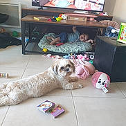 Cataléya a rejoint le concours — aidez-le/la à gagner de superbes lots ! baby, basket, blanket, book, child, container, cushion, dog, floor, furniture, home, indoor, living_room, pet, play, relaxing, stuffed_animal, television, tile_floor, toy