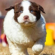 Lucy joined the competition — help win amazing prizes! animal, blue_eyes, brown_and_white, cute, dog, ears, fluffy, fur, grass, head, mammal, nature, nose, outdoor, pet, playful, puppy, running, sunlight, young