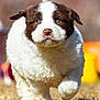 animal, blue_eyes, brown_and_white, cute, dog, ears, fluffy, fur, grass, head, mammal, nature, nose, outdoor, pet, playful, puppy, running, sunlight, young