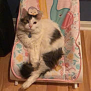 Kitty is registered to the contest to win money with this photo: cat, fluffy, white, gray, animal_print, baby_chair, indoor, wooden_floor, pet, relaxed, sitting, feline, cute, domestic_animal, fur, collar, calm, colorful, patterned, cozy