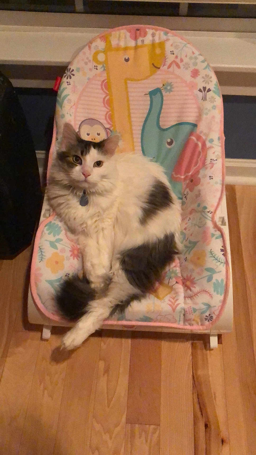 Kitty