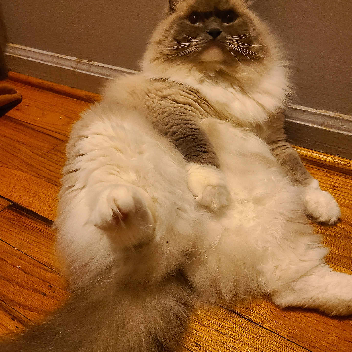 Casper joined the competition — help win amazing prizes! cat, fluffy, long_hair, indoor, wooden_floor, relaxed, pet, animal, sitting, furry, cute, domestic_cat, mammal, whiskers, tail, paws, brown, white, gray, wall