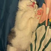 Felix Nash joined the competition — help win amazing prizes! kitten, sleeping, paw, fluffy, cute, pet, animal, bed, blanket, floral_pattern, indoor, resting, fur, pink_paw_pads, cozy, domestic_cat, closeup, young, relaxed, soft