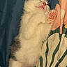kitten, sleeping, paw, fluffy, cute, pet, animal, bed, blanket, floral_pattern, indoor, resting, fur, pink_paw_pads, cozy, domestic_cat, closeup, young, relaxed, soft