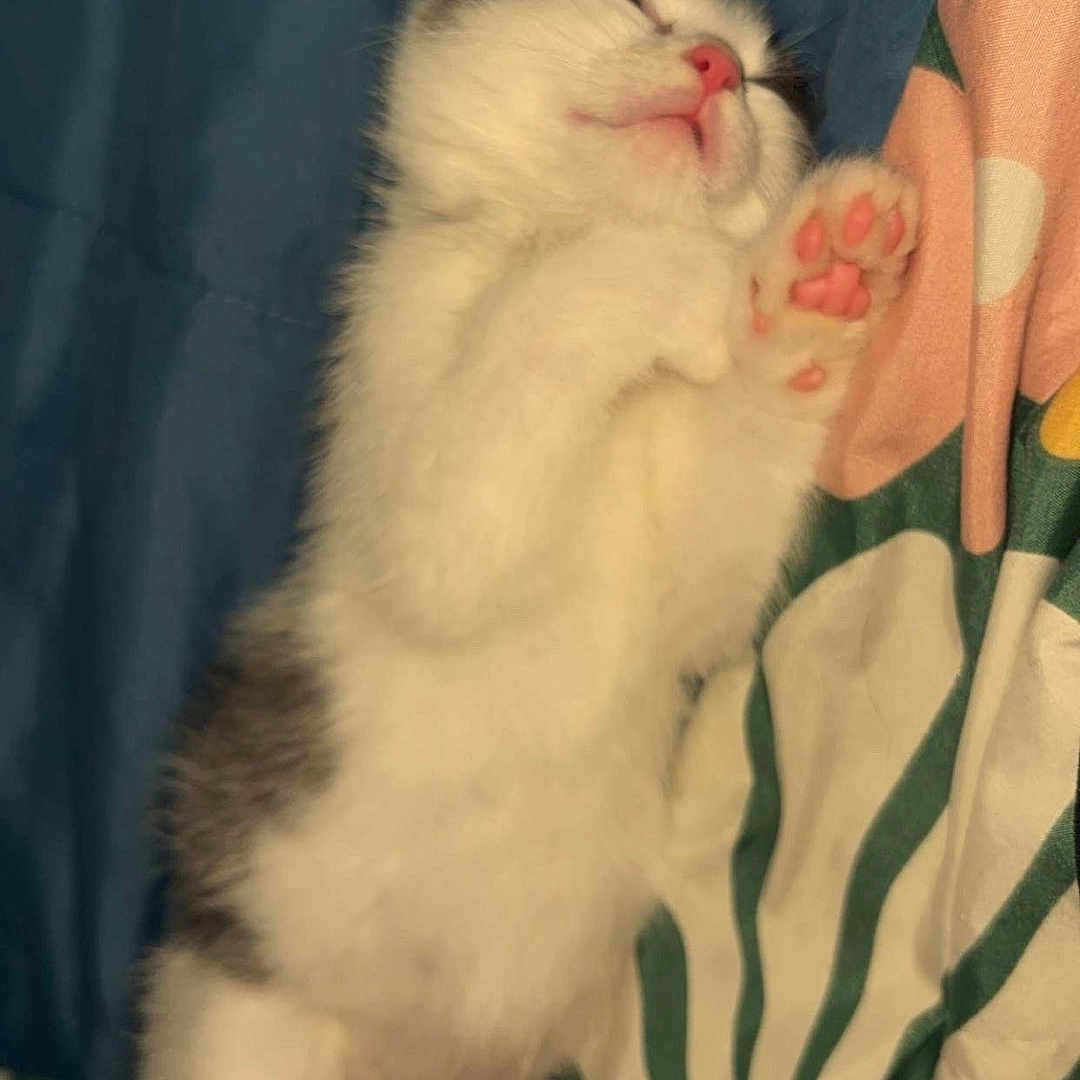 Felix Nash joined the competition — help win amazing prizes! kitten, sleeping, paw, fluffy, cute, pet, animal, bed, blanket, floral_pattern, indoor, resting, fur, pink_paw_pads, cozy, domestic_cat, closeup, young, relaxed, soft