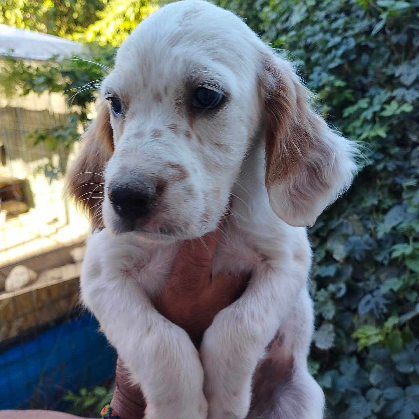 Vanille a rejoint le concours — aidez-le/la à gagner de superbes lots ! animal, canine, cockerspaniel, dog, fence, goldenretriever, grass, herbal, herbs, hound, nature, outdoors, pet, plant, poodle, puppy, snout, vegetation, whitedog, yard