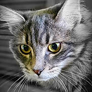 Souky participe au concours pour gagner de l'argent avec cette photo : abyssinian, angora, animal, cat, gray, kitten, manx, pet, snout