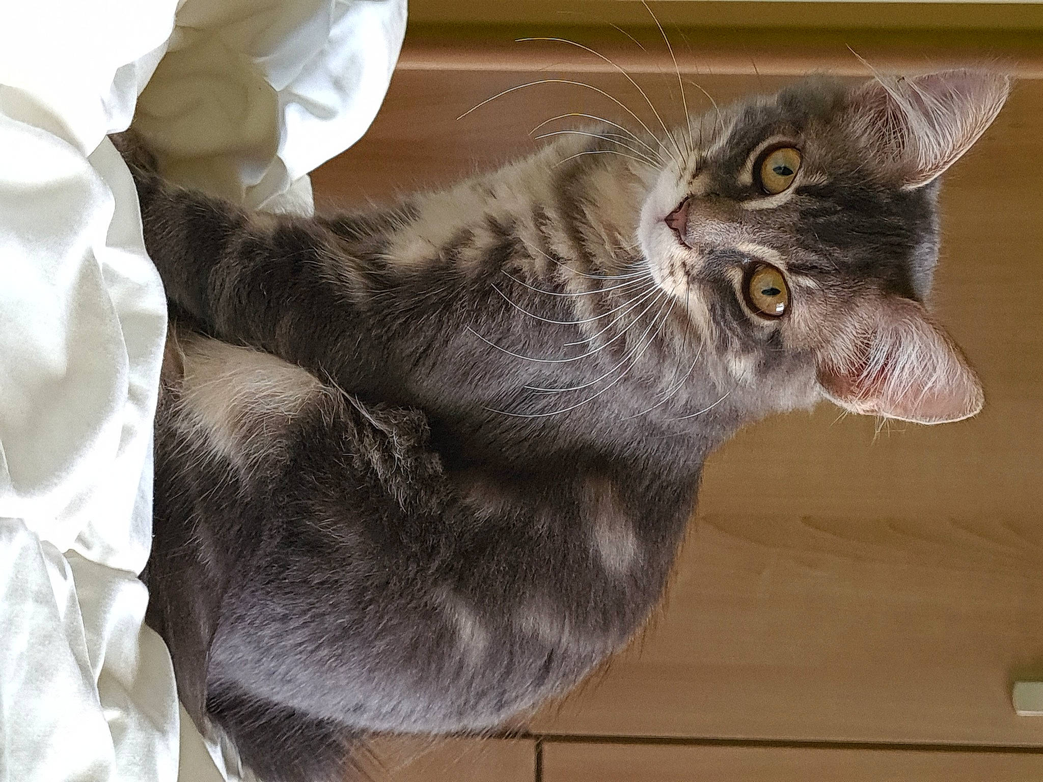 Souky participe au concours pour gagner de l'argent avec cette photo : carnivore, cat, claw, comfort, domestic_short_haired_cat, felidae, fur, grey, paw, small_to_medium_sized_cats, snout, tail, whiskers, window, wood