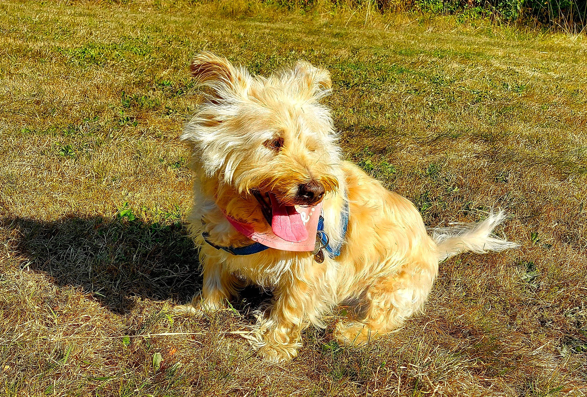 Gorky participe au concours pour gagner de l'argent avec cette photo : briquet_griffon_vendeen, canidae, carnivore, companion_dog, dog, dog_breed, dutch_smoushond, fawn, field, grass_family, mammal, small_terrier, snout, sporting_group, sporting_lucas_terrier, terrier, tongue, water_dog, working_animal