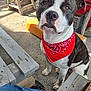 Narco a rejoint le concours — aidez-le/la à gagner de superbes lots ! dog, canine, pitbull, bandana, red_bandana, pet, portrait, outdoor, porch, wooden_bench, looking_up, brown_eyes, white_markings, attentive, sitting, concrete_floor, sunlight, close_up, human_leg, casual_environment