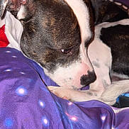 Narco a rejoint le concours — aidez-le/la à gagner de superbes lots ! dog, pet, resting, blanket, bedding, purple, close_up, snout, ear, fur, white_markings, brown_markings, paw, nose, sleepy, indoors, bedroom, portrait, cute, animal