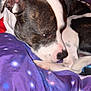 dog, pet, resting, blanket, bedding, purple, close_up, snout, ear, fur, white_markings, brown_markings, paw, nose, sleepy, indoors, bedroom, portrait, cute, animal