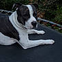 Narco participe au concours pour gagner de l'argent avec cette photo : dog, canine, pet, animal, trampoline, backyard, foliage, greenery, brindle_coat, black_and_white, paw, ear, nose, muzzle, lying_down, portrait, close_up, resting, outdoor, metal_springs