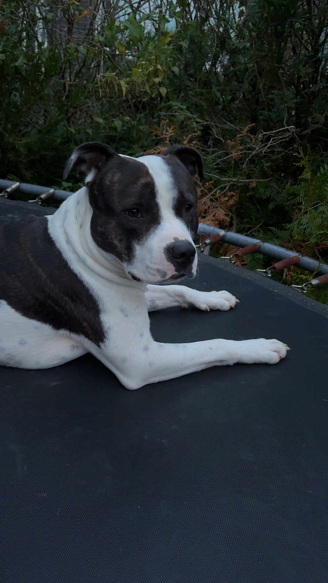 Narco participe au concours pour gagner de l'argent avec cette photo : dog, canine, pet, animal, trampoline, backyard, foliage, greenery, brindle_coat, black_and_white, paw, ear, nose, muzzle, lying_down, portrait, close_up, resting, outdoor, metal_springs