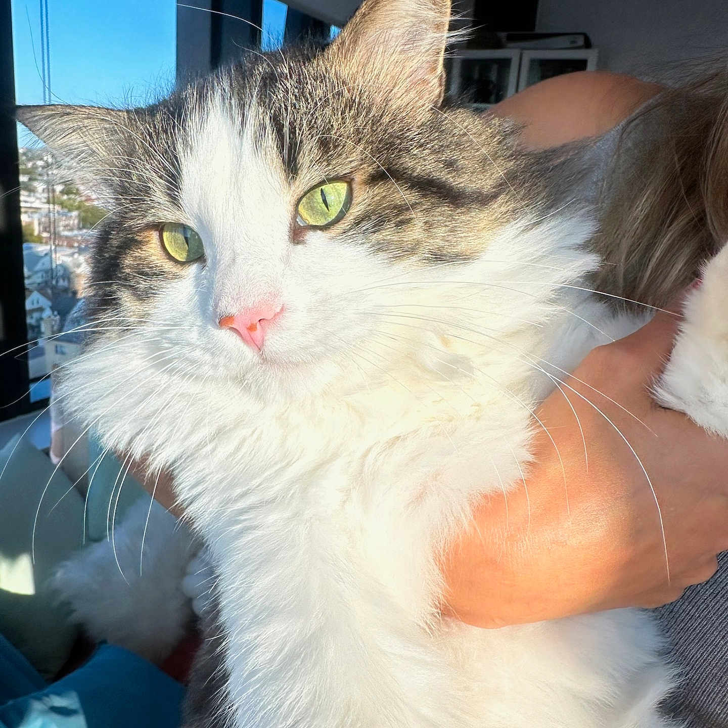 Antar is registered to the contest to win money with this photo: cat, fluffy, green_eyes, indoor, sunlight, window, human_hand, pink_nose, white_fur, gray_fur, pet, animal, domestic, closeup, portrait, cozy, relaxed, feline, whiskers, soft