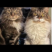 Teaganhunter is registered to the contest to win money with this photo: animal, cat, closeup, companions, curious, cute, domestic, feline, fluffy, friendly, fur, indoors, pet, portrait, sitting, soft_light, tabby, two_cats, whiskers, yellow_eyes