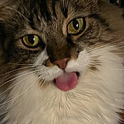 Teagan is registered to the contest to win money with this photo: blep, cat, close_up, cozy, curious, ear, face, feline, fluffy, green_eyes, indoor, long_fur, nose, pet, portrait, stare, tabby, tongue, whiskers, white_fur