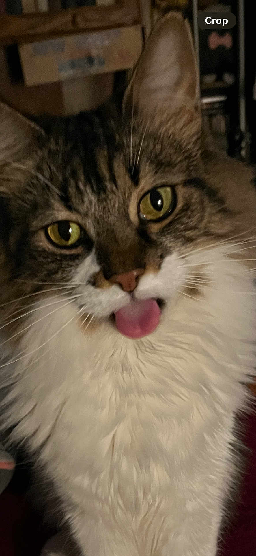 Teagan is registered to the contest to win money with this photo: blep, cat, close_up, cozy, curious, ear, face, feline, fluffy, green_eyes, indoor, long_fur, nose, pet, portrait, stare, tabby, tongue, whiskers, white_fur
