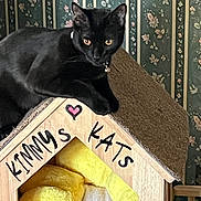 Siena joined the competition — help win amazing prizes! bell, black_cat, cat, cat_house, close_up, collar, cozy, cushion, domestic_animal, feline, floral_wallpaper, indoor, patterned_background, paw, pet, portrait, relaxed, wallpaper, wooden_house, yellow_blanket