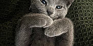 Eve And Gracie is registered to the contest to win money with this photo: cat, gray_cat, pet, feline, animal, cute, sleepy, relaxed, paws, fur, whiskers, close_up, indoor, blanket, texture, resting, cozy, soft, portrait, cute_pet