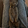 Eve And Gracie is registered to the contest to win money with this photo: cat, gray_cat, sleeping, lap, jeans, person, indoor, relaxing, pet, collar, feline, cozy, resting, paws, fur, animal, comfort, casual, home, cute