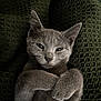 Eve And Gracie is registered to the contest to win money with this photo: cat, grey_cat, feline, pet, animal, cute, relaxed, paws, fur, whiskers, ears, lying_down, blanket, texture, cozy, indoor, portrait, closeup, mischievous, sleepy