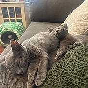 Eve And Gracie is registered to the contest to win money with this photo: cat, sleeping, gray_cat, couch, pillow, indoor, pet, cozy, relaxing, feline, fur, animal, home, resting, living_room, paw, cute, companion, soft, nap