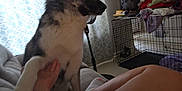 Sassy joined the competition — help win amazing prizes! dog, paw, person, hand, couch, indoor, curtains, window, furniture, crate, clutter, legs, socks, pet, relaxing, home, living_room, casual, interaction, animal