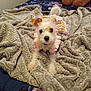 dog, small_dog, pet, blanket, bed, bedspread, floral_pattern, teddy_bear, stuffed_animal, fur, cute, indoors, cozy, textured_blanket, clothing, pink, pastel_colors, animal, portrait, resting