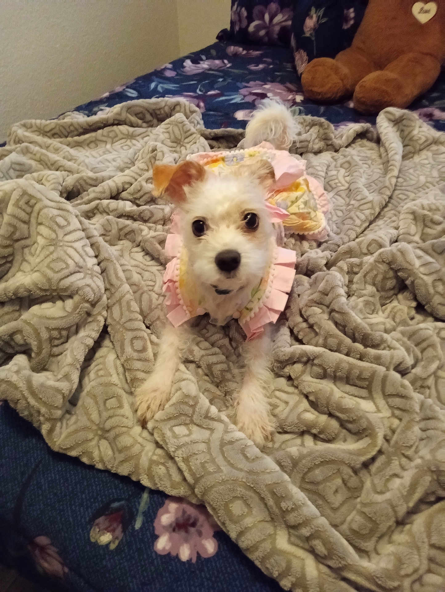 Bellarose