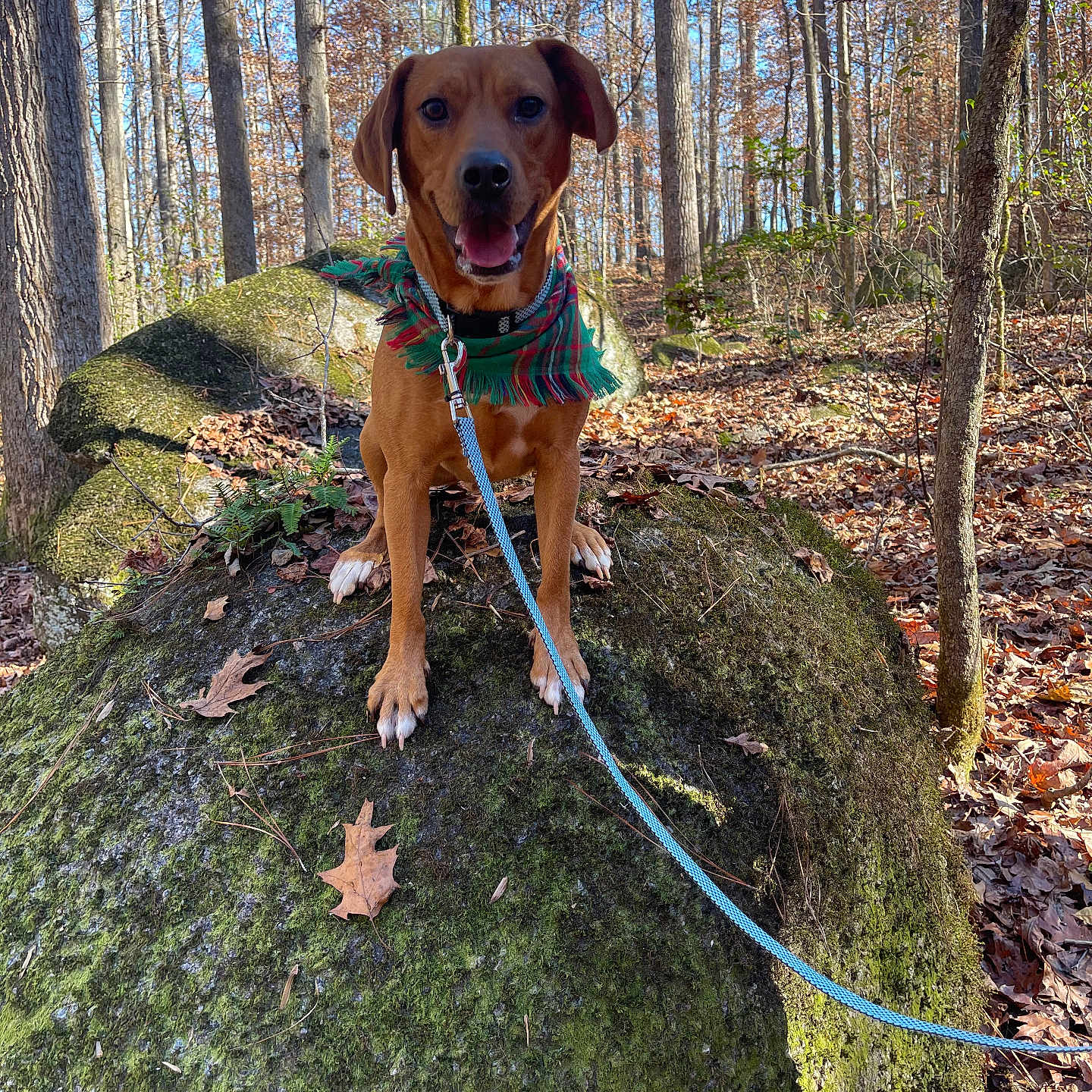 Ace is registered to the contest to win money with this photo: accessories, animal, canine, dog, grove, hound, jungle, land, leash, nature, outdoors, path, pet, plant, puppy, rock, strap, tree, vegetation, woodland