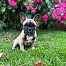 animal, background_blur, cute, dog, ears, face, flower, french_bulldog, fur, garden, grass, greenery, nature, outdoor, pet, pink_flower, portrait, puppy, sitting, young
