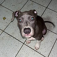 Tarzan a rejoint le concours — aidez-le/la à gagner de superbes lots ! puppy, dog, tile_floor, looking_up, pet, domestic_animal, canine, young_dog, indoor, footwear, nike_slide, black_and_white_dog, ears, snout, tail, paw, animal_portrait, companion, cute, pet_care