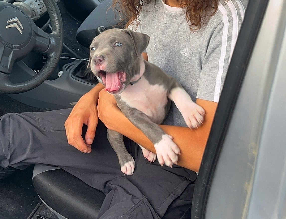 Tarzan participe au concours pour gagner de l'argent avec cette photo : puppy, dog, person, car_interior, steering_wheel, gray_shirt, black_pants, sitting, holding, playful, mouth_open, front_seat, seat, hand, short_sleeve, pet, domestic_animal, indoor, young_dog, happy