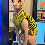Sheila is registered to the contest to win money with this photo: sphynx_cat, cat, hairless_cat, pet, indoor, green_clothing, shirt, computer, monitor, desk, office, curious, wrinkled_skin, large_eyes, sitting, feline, animal, closeup, technology, background_blur