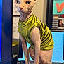 sphynx_cat, cat, hairless_cat, pet, indoor, green_clothing, shirt, computer, monitor, desk, office, curious, wrinkled_skin, large_eyes, sitting, feline, animal, closeup, technology, background_blur