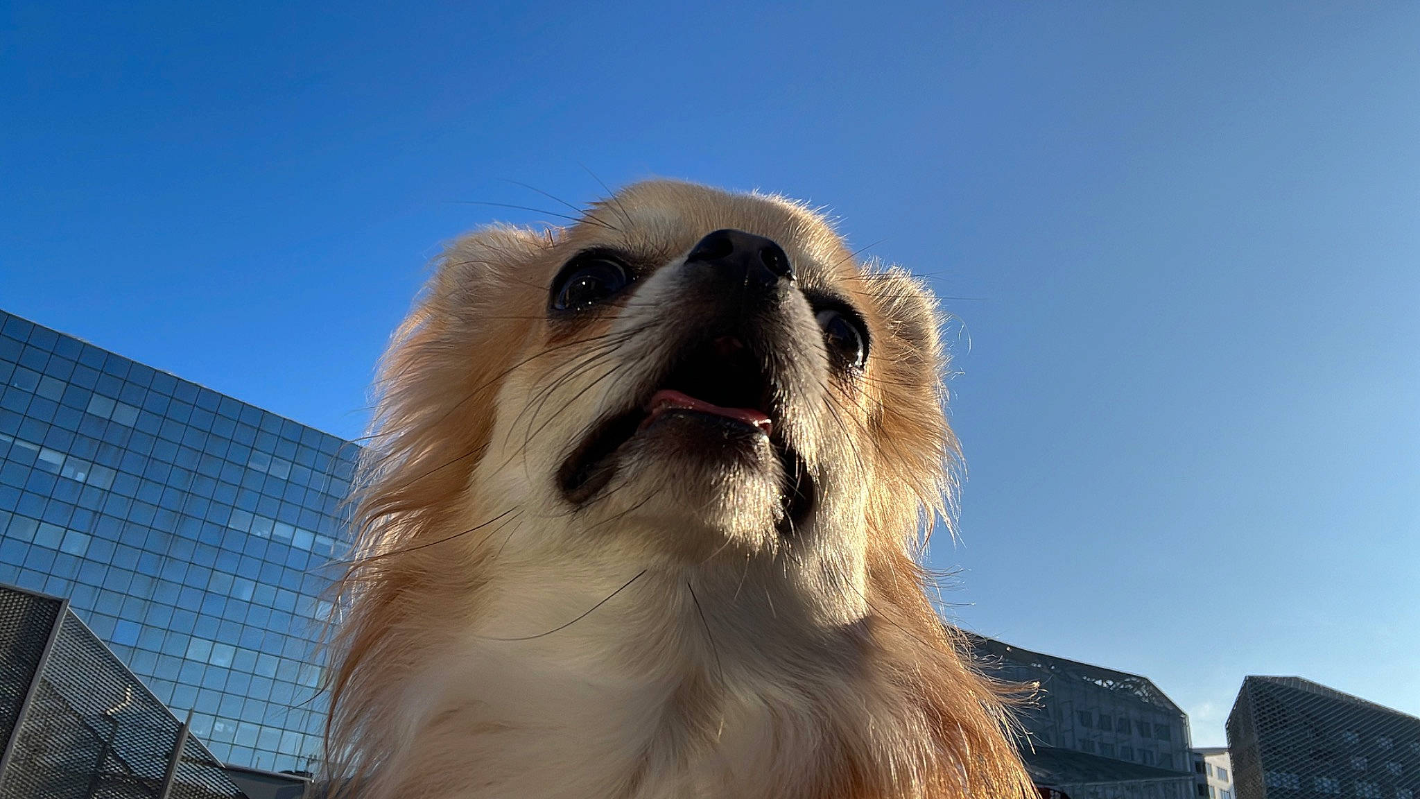 Simba a rejoint le concours — aidez-le/la à gagner de superbes lots ! ancient_dog_breeds, building, canidae, carnivore, companion_dog, dog, dog_breed, fawn, fur, non_sporting_group, sky, snout, sporting_group, terrestrial_animal, toy_dog, whiskers, wildlife, working_animal