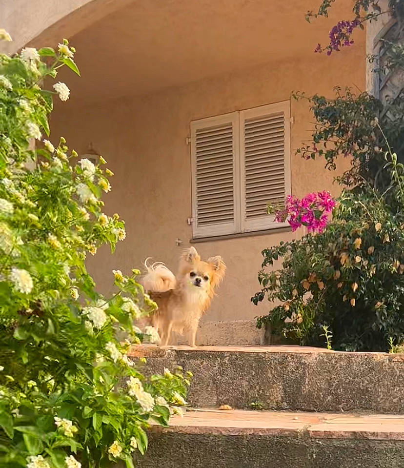 Simba a rejoint le concours — aidez-le/la à gagner de superbes lots ! art, brick, building, cottage, facade, fawn, felidae, flower, grass, house, landscape, leaf, plant, shrub, tints_and_shades, toy, tree, wall, window, wood