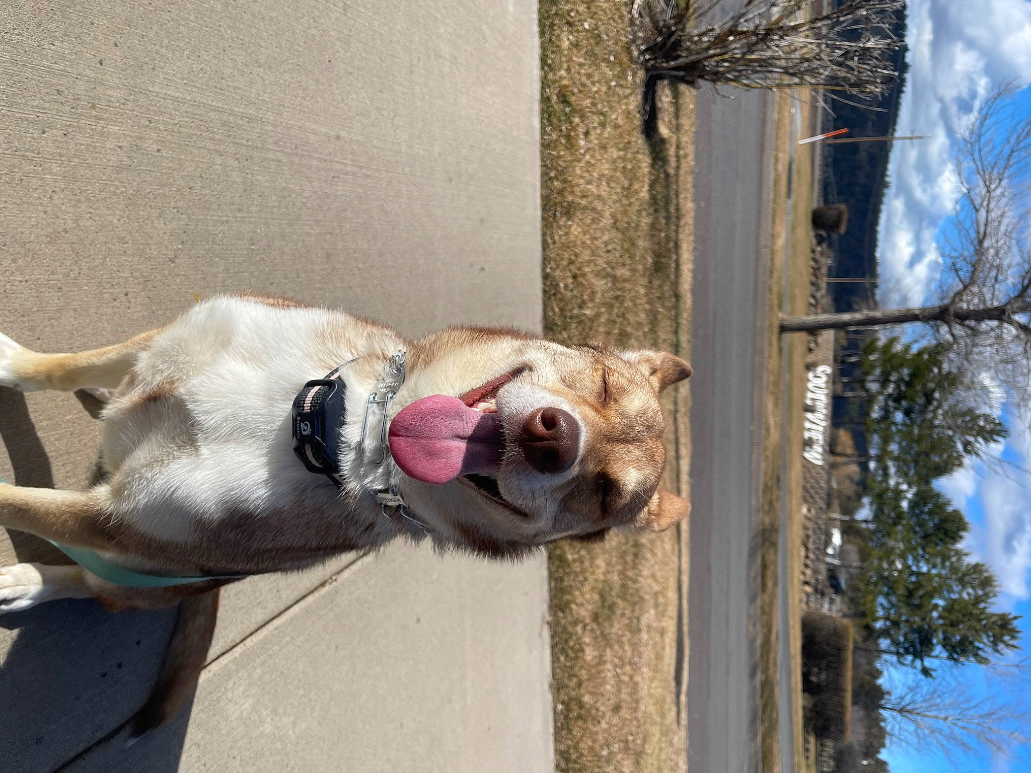 Jada is registered to the contest to win money with this photo: canidae, carnivore, cloud, collar, companion_dog, dog, dog_breed, fawn, fur, pet_supply, plant, sky, smile, snout, snow, sporting_group, tail, tree, wood, working_animal