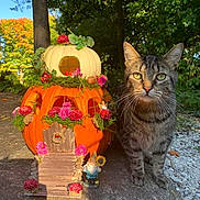 Judy joined the competition — help win amazing prizes! animal, autumn, cat, curious, decor, flowers, gnome, greenery, leaf, miniature, nature, outdoor, pet, pumpkin, pumpkin_house, rock, sunlight, tabby_cat, tree, whiskers