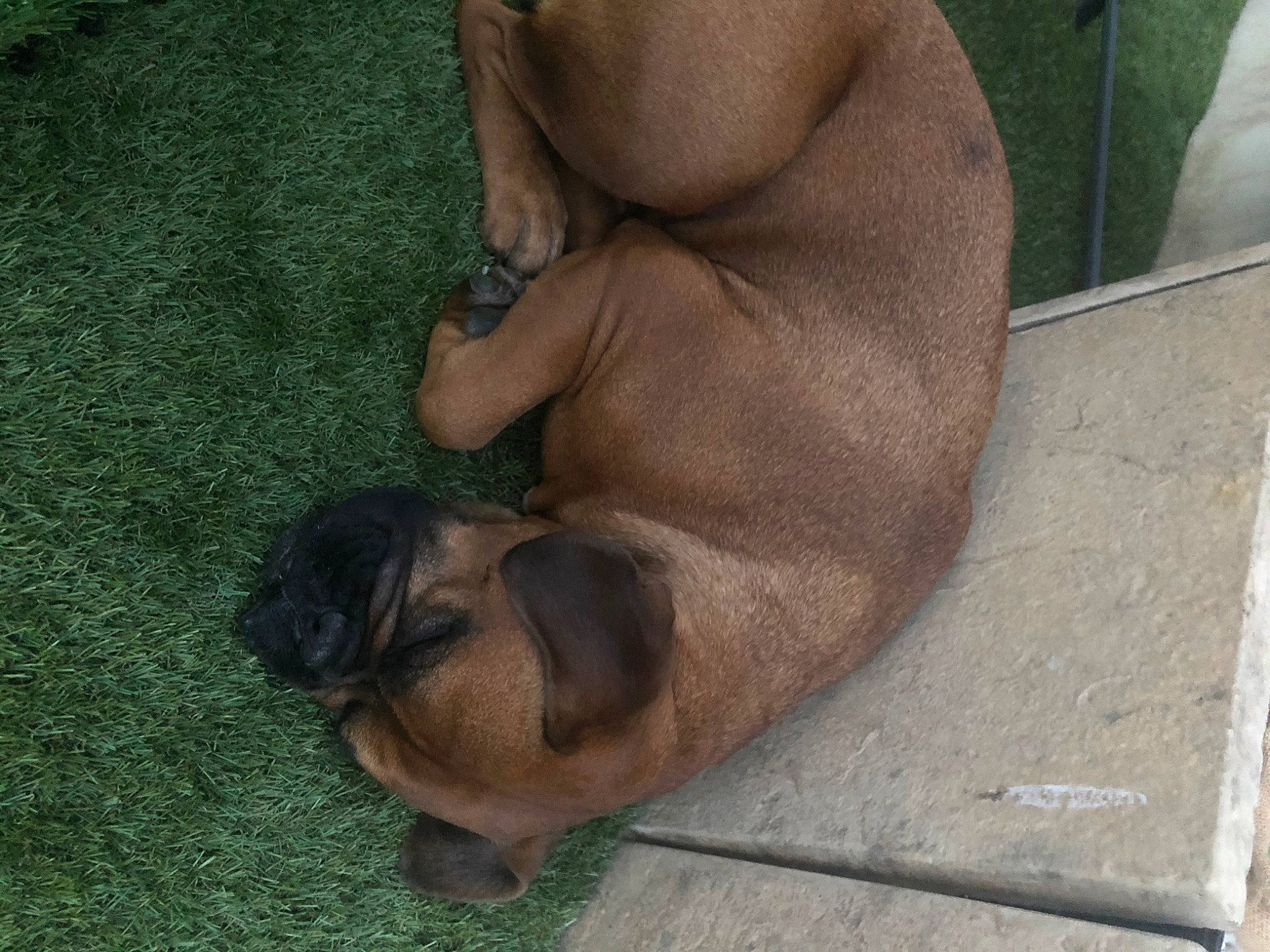 Burrito is registered to the contest to win money with this photo: black_mouth_cur, boerboel, bullmastiff, canidae, carnivore, dog, dog_breed, fawn, fila_brasileiro, mammal, non_sporting_group, pug, puppy, shar_pei, snout, sporting_group, vertebrate