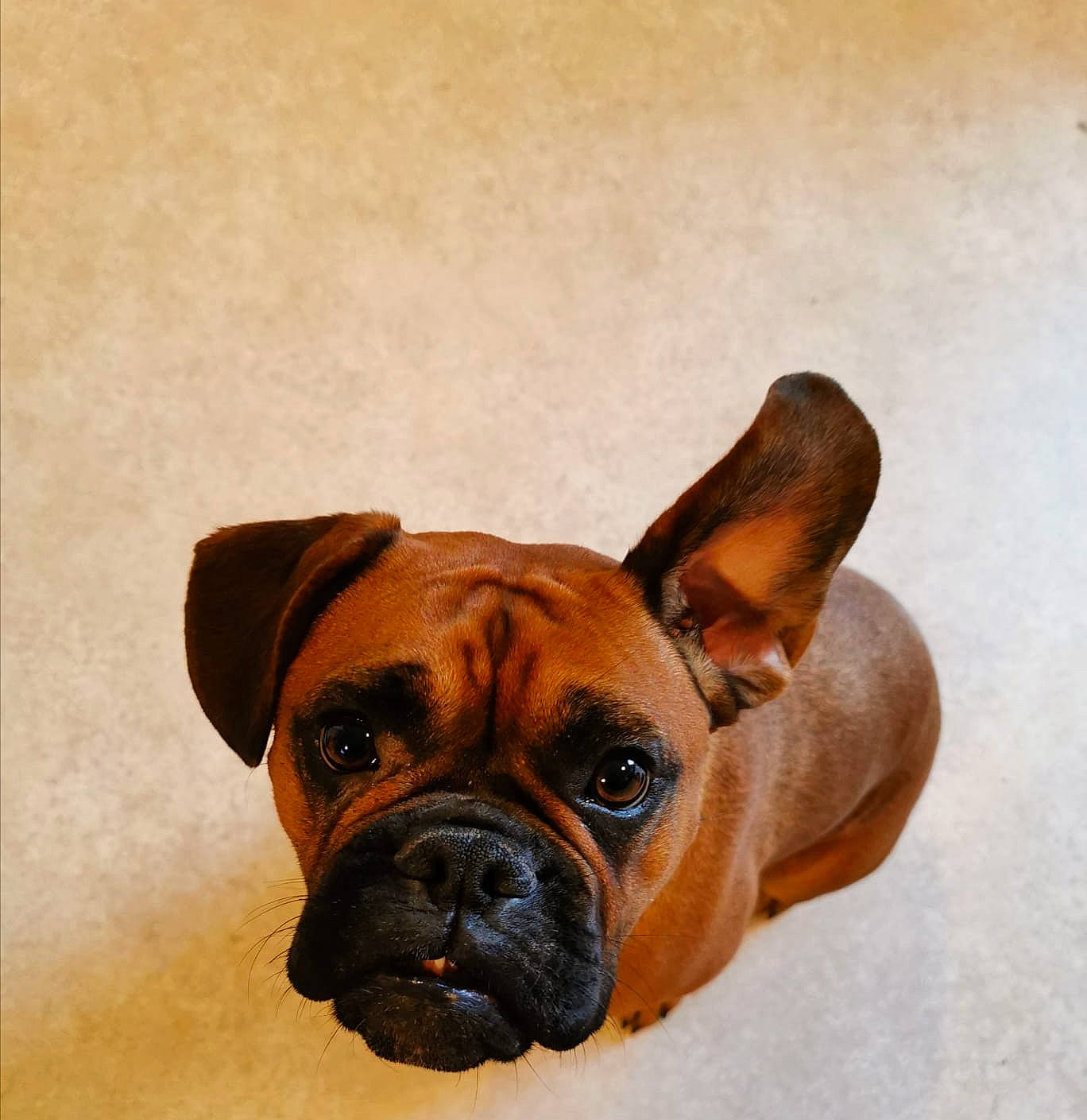 Burrito is registered to the contest to win money with this photo: boxer, bulldog, bullmastiff, canidae, carnivore, companion_dog, dog, dog_breed, ear, fawn, french_bulldog, mammal, non_sporting_group, pug, puppy, skin, snout, vertebrate, whiskers, working_dog