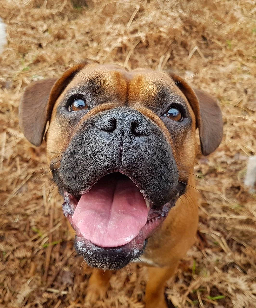 Burrito joined the competition — help win amazing prizes! ancient_dog_breeds, boxer, bulldog, bullmastiff, canidae, carnivore, dog, dog_breed, fawn, grass, mammal, molosser, old_english_bulldog, olde_english_bulldogge, perro_de_presa_mallorquin, rare_breed_dog, renascence_bulldogge, snout, vertebrate, working_dog