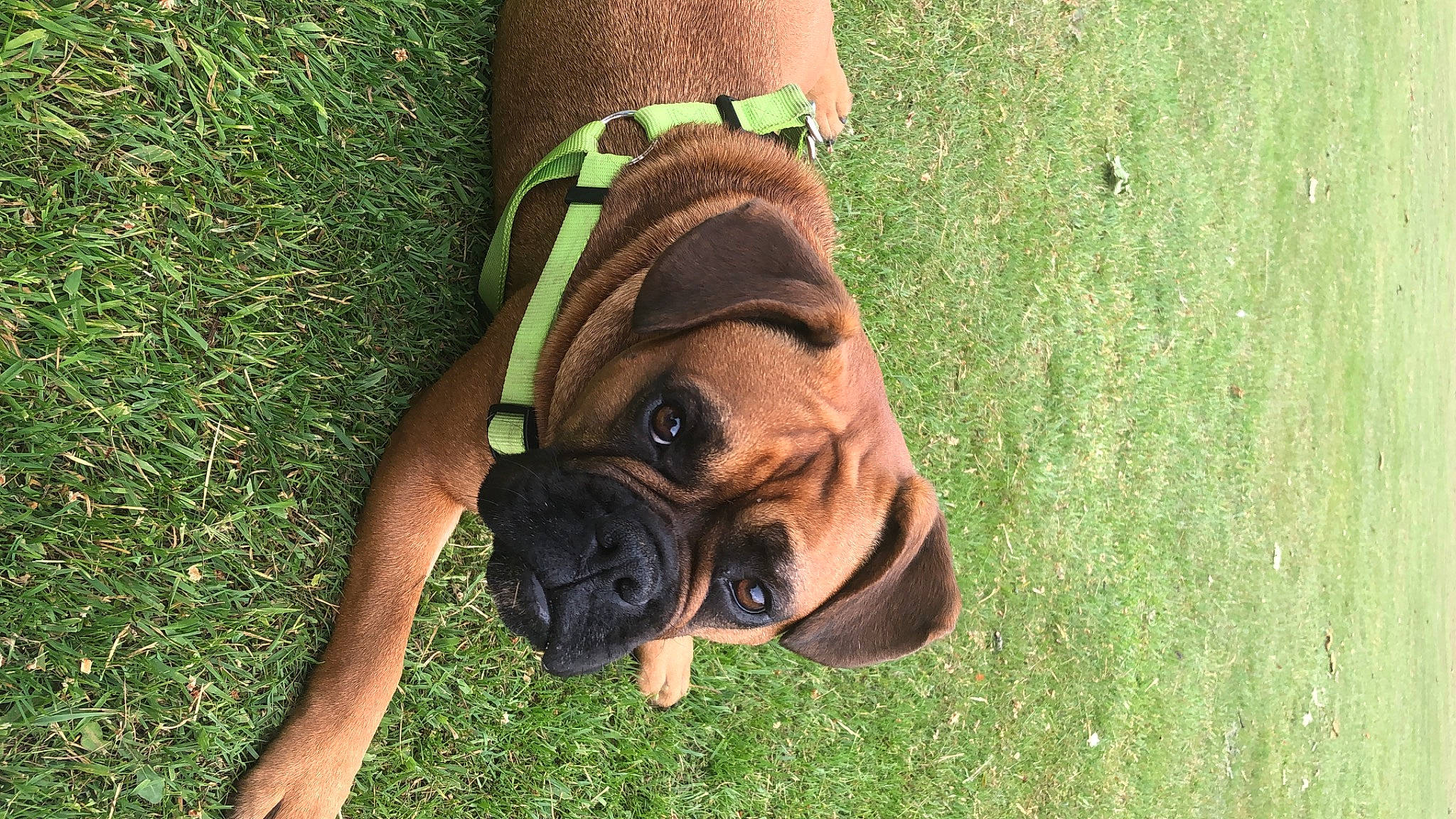 Burrito is registered to the contest to win money with this photo: boerboel, boxer, bulldog, bullmastiff, canidae, carnivore, companion_dog, dog, dog_breed, fawn, grass, korean_mastiff, mammal, old_english_bulldog, olde_english_bulldogge, ori_pei, renascence_bulldogge, snout, sporting_group, vertebrate