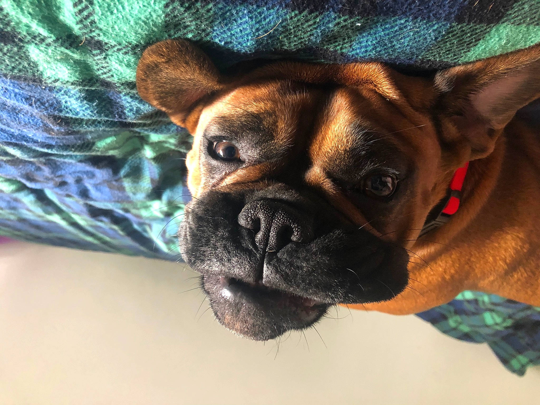 Burrito is registered to the contest to win money with this photo: boxer, bulldog, bullmastiff, canidae, carnivore, companion_dog, dog, dog_breed, fawn, french_bulldog, mammal, non_sporting_group, old_english_bulldog, olde_english_bulldogge, pug, puppy, skin, snout, toy_bulldog, vertebrate