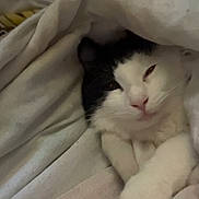 Dobby is registered to the contest to win money with this photo: animal, black_and_white, blanket, cat, comfort, cozy, cute, domestic, face, fur, indoors, mammal, paw, pet, relaxed, resting, sleepy, snuggled, soft, whiskers